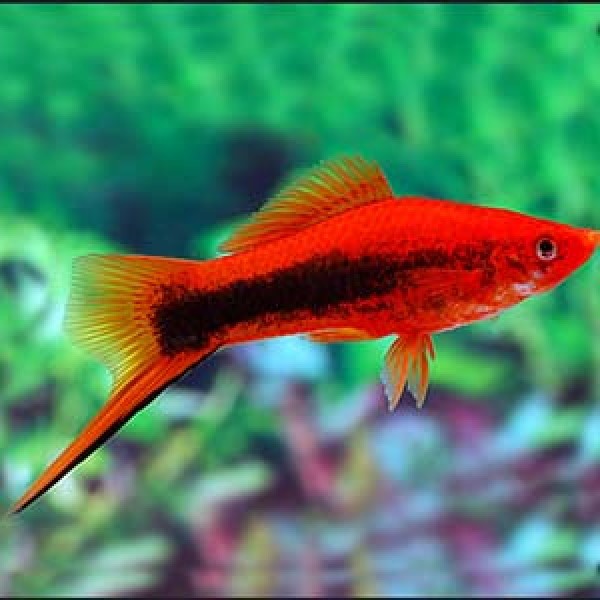 red tuxedo swordtail